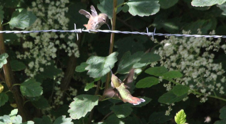 Romancing Hummers